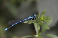 Coenagrion puella