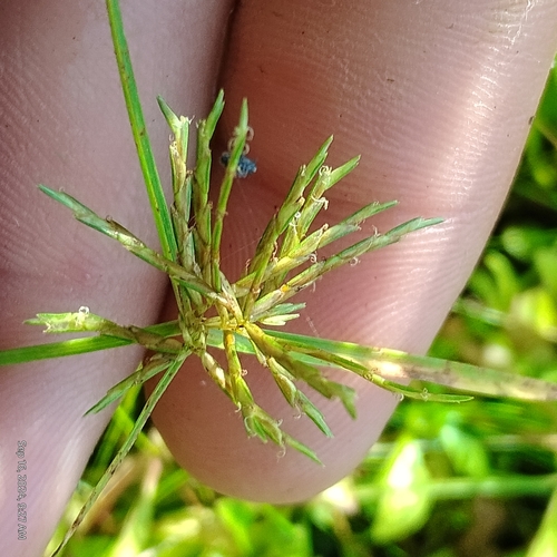 Image of Engelmann's Flatsedge by (c) Bryce, some rights reserved (CC BY)