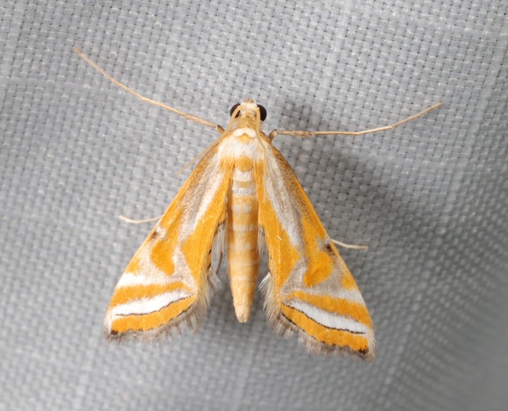 Eristena bifurcalis