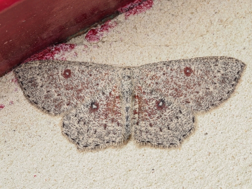 Cyclophora pendularia