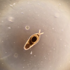 Dicranophorus