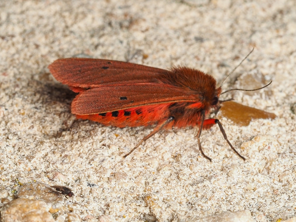 Ruby Tiger Moth from 49330 Étriché, France on August 23, 2024 at 07:31 ...
