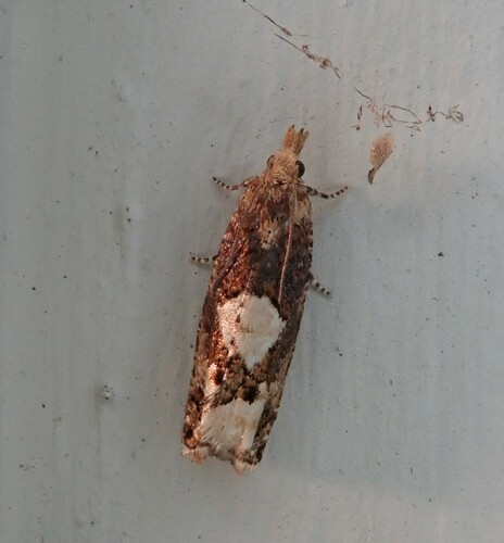 Birch Epinotia Moth photo 2