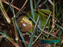 Hyla orientalis