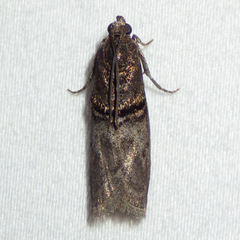 Acrobasis caryae