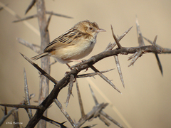 Cisticola brunnescens
