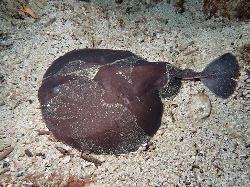 Chilean torpedo (Tetronarce tremens) — Torpedinidae