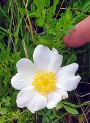 Rosa foliolosa