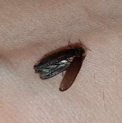 Lamprohiza splendidula