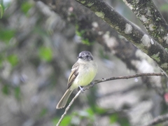 Leptopogon superciliaris