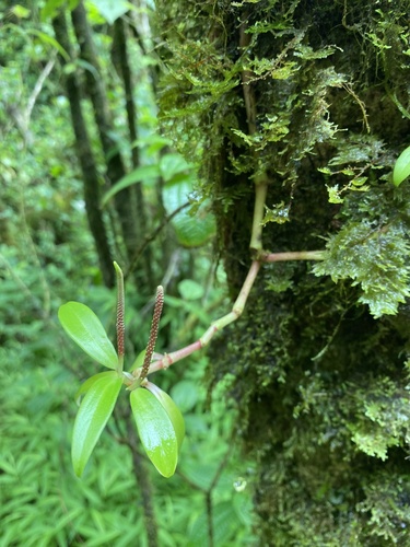 Peperomia oahuensis observed 2024-09-18