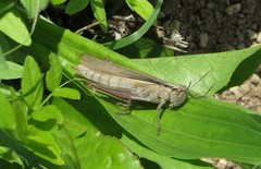 Mecostethus parapleurus