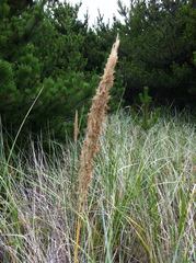 Ammophila