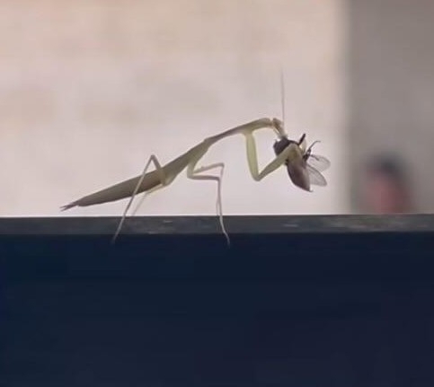 Photo of Egyptian Praying Mantis (Miomantis paykullii)