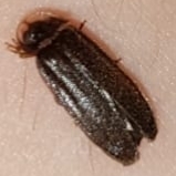 Lamprohiza splendidula