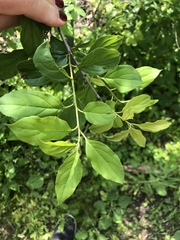 Rhamnus cathartica