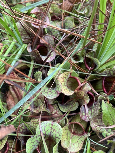 Sarracenia rosea