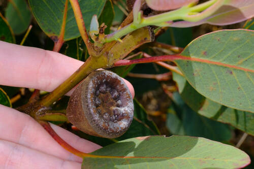 Image of Eucalyptus preissiana by (c) Peter Crowcroft, some rights reserved (CC BY)