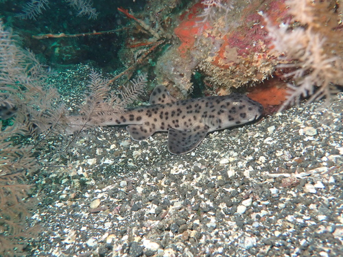 Galapagos bullhead shark (Heterodontus quoyi) — Heterodontidae — 5