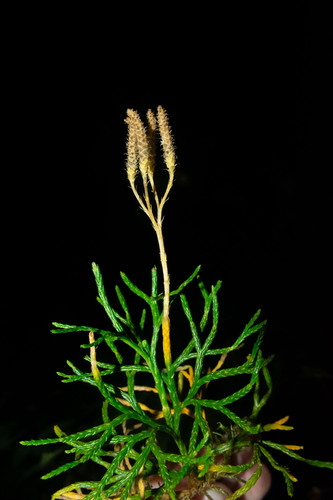 Lycopodium complanatum iNat (2)