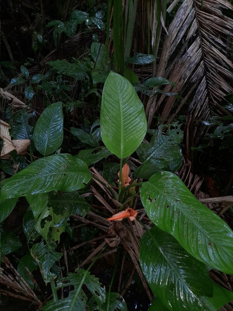 Imagem de Comigo ninguém pode