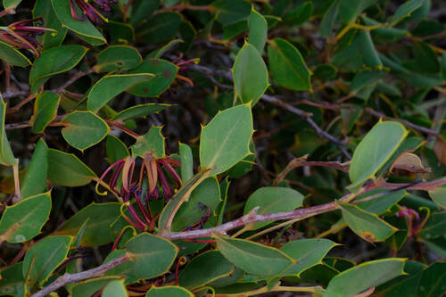 Image of Hakea denticulata by (c) Peter Crowcroft, some rights reserved (CC BY)