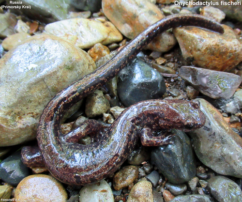 Fischer's Clawed Salamander, Onychodactylus fischeri