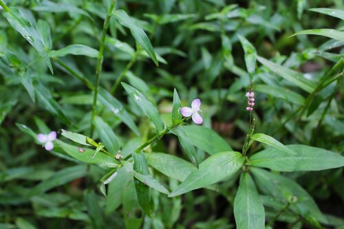Image of Murdannia keisak by (c) Dominic, some rights reserved (CC BY)