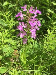 Platanthera grandiflora