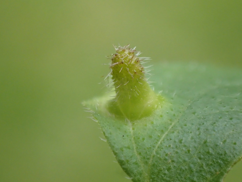 Lighthouse Gall