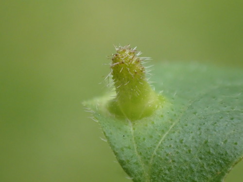 Rondaniola bursaria (Bremi, 1847)