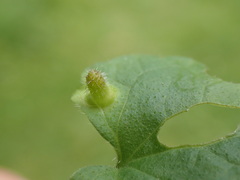 Rondaniola bursaria