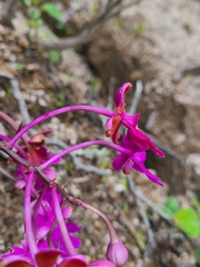 Epidendrum schweinfurthianum, photograph author not stated, no rights reserved
