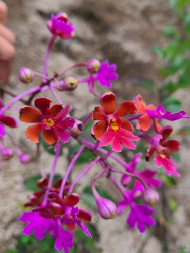 Epidendrum schweinfurthianum, photograph 4