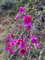 Epidendrum schweinfurthianum, photograph author not stated, no rights reserved