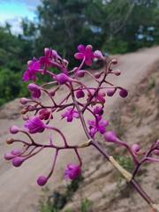 Epidendrum schweinfurthianum, photograph author not stated, no rights reserved