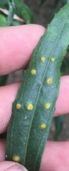 Puccinia baccharidis
