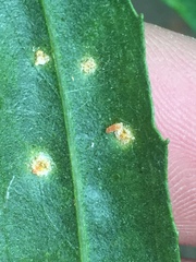 Puccinia baccharidis