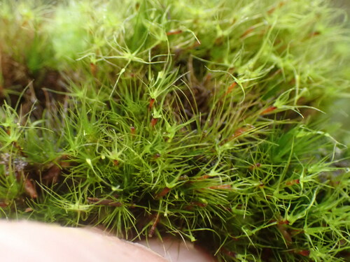 Image of Dicranodontium denudatum by no rights reserved