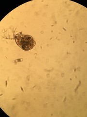 Streblocerus serricaudatus