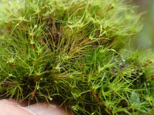 Image of Dicranodontium denudatum by no rights reserved