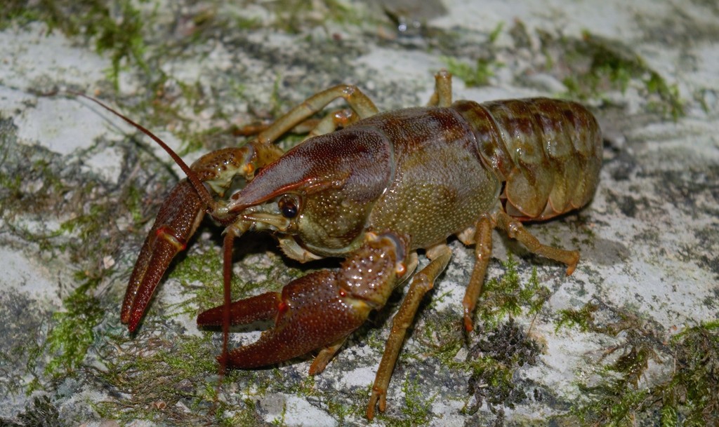 Atlantic Stream Crayfish