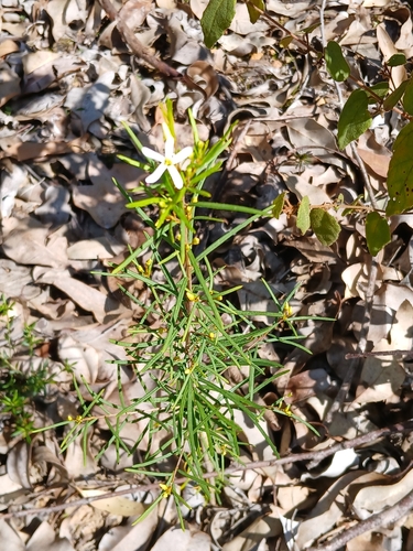 Ricinocarpos glaucus, photograph 1