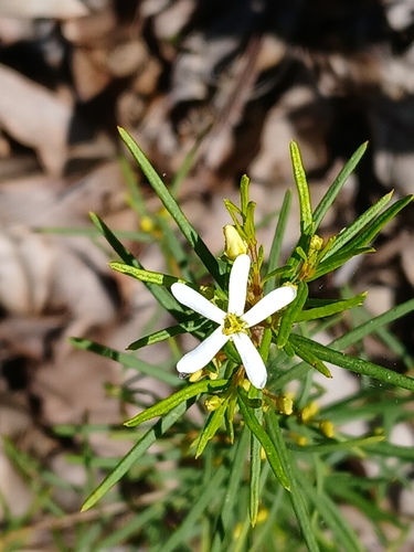 Ricinocarpos glaucus
