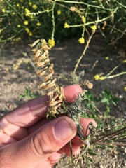 Astragalus trichopodus antisellii