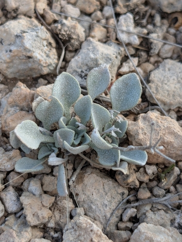Image of Physaria ovalifolia by no rights reserved