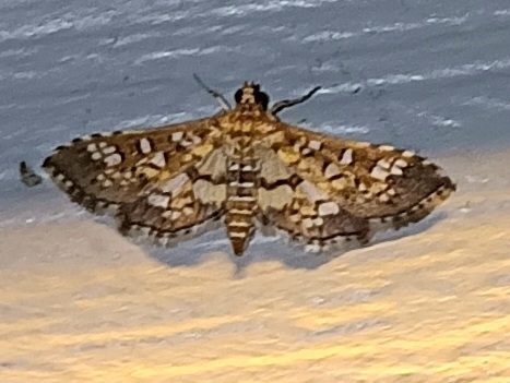 Stained-glass Moth from Sneads Ferry, NC 28460, USA on September 18 ...