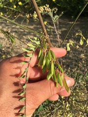 Astragalus trichopodus antisellii