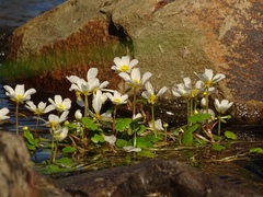 Batrachium