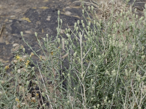 Image of Brickellia leptophylla by (c) bmasinton, some rights reserved (CC BY-SA)